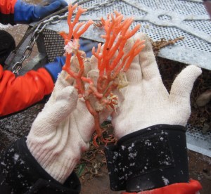 Dr. Amy Wagner holds a deep-sea coral from the Ross Sea in Antarctica. (Photo Credit: Hakkyum Choi, Korea Polar Research Institute)
